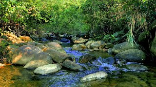 Healing sounds, the sound of streams in the clear blue forest, sleep, concentration, meditation,ASMR