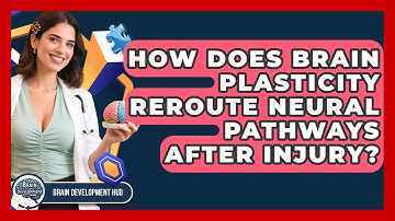 How Does Brain Plasticity Reroute Neural Pathways After Injury? - Brain Development Hub