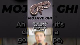 fascinating way to use the "Mojave" gene in ball python #snake #animals #ballpython Wealth