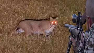 Fun hunting lynx in the dark of the night with guns