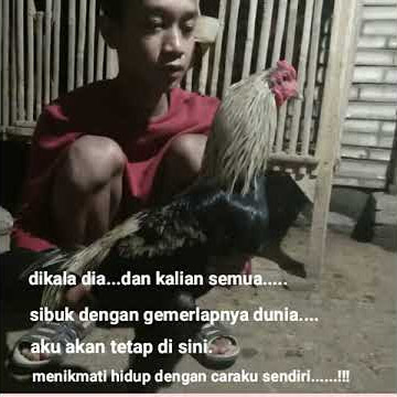Kuotes story wa edisi sabung ayam