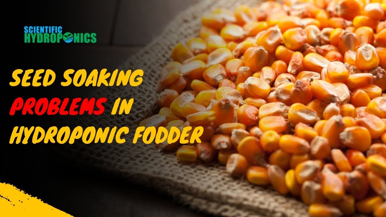 Seed Soaking Problems in Hydroponic Fodder | Ashwin Sawant | problem solve