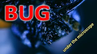 BUG under the MICROSCOPE // invisible world