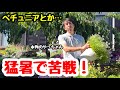 ◆夏で苦戦した【ペチュニア】