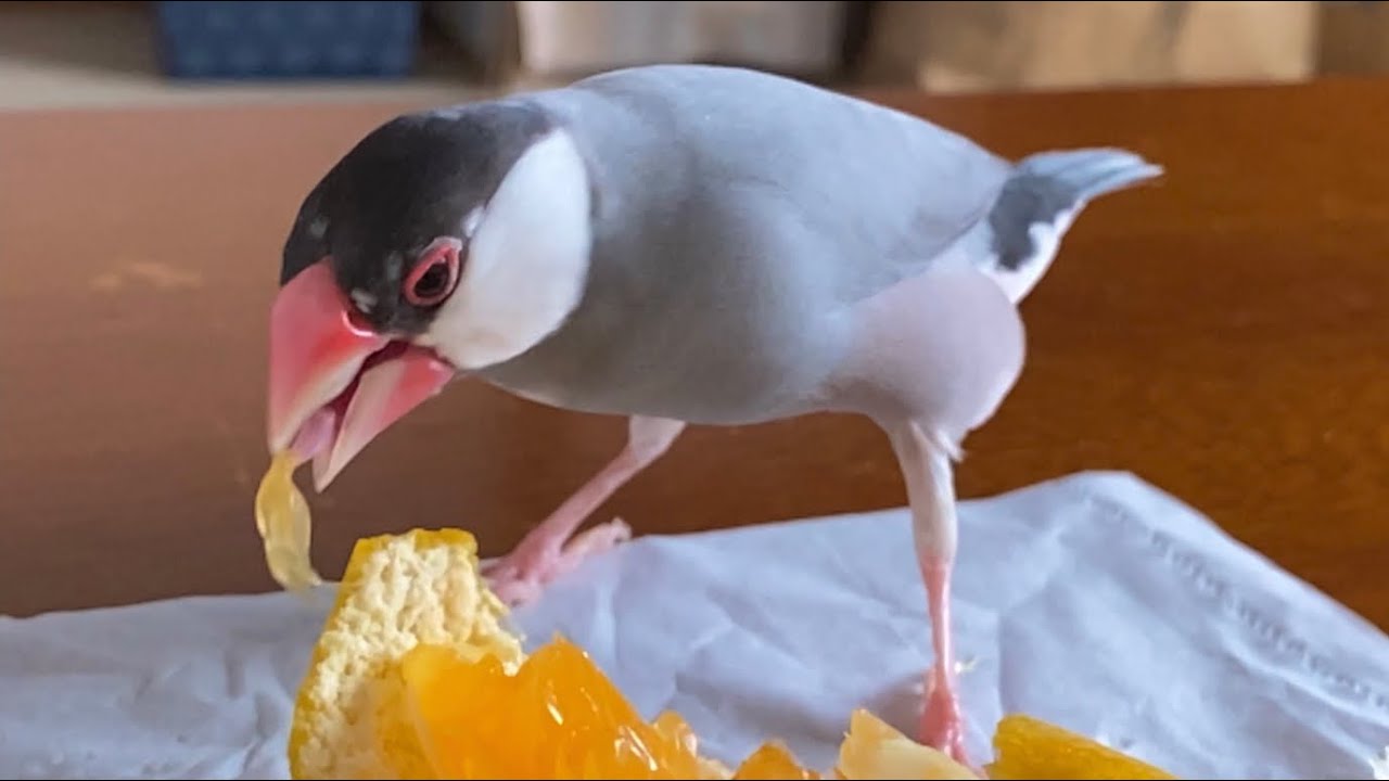 大きなミカンの粒を丸呑みしちゃう文鳥 あずき Java sparrow - YouTube