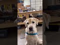 Shop helper clocked in. River’s on quality control today 🐾🔨