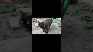 Black cat video, Persian cat outdoors