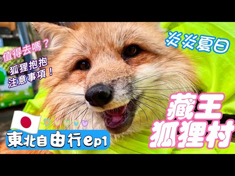 日本東北自由行①｜藏王狐狸村✨抱狐狸體驗注意事項~夏天值得去嗎？春夏限定的小狐狸????上百隻狐狸無敵療癒 雖然愛吵架但是超可愛????日本旅遊 2023日本自由行 宮城縣 東北自駕遊 愛比玩日本Vl