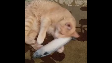 Catnip Fish Toy