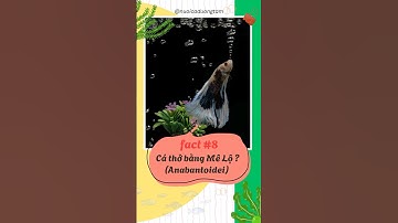 Tìm hiểu về một số loài cá cảnh thở bằng cơ quan mê lộ - Nuôi cá dưỡng tâm