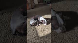 sitting in the sun #dog #doglife #dogshorts #dogs #pet #petlover #pets #love #cute #cool #funny #i