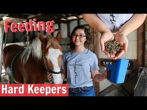 Putting Weight on a Horse , Feeding Hard Keepers, What I Feed my Horse