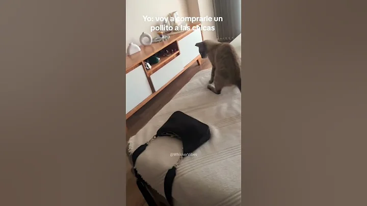 Watch the video about A timid cat afraid of toys #cat #funny #foryou #catvideos