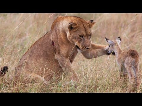 Video: Pet Scoop: Baby Monkey Salvato 1 volta Zoo, Coyote Pup Salvato 2 volte Cactus Run-In