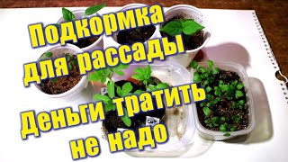 460_Подкормка для рассады. Деньги тратить не надо!