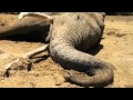 An elephant's life has ended | Sheldrick Trust