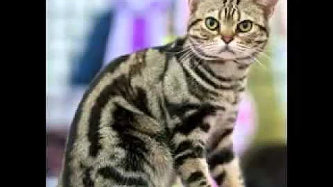 Video 88071: american shorthair breed, american shorthair cat, domestic cat breed