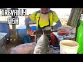 Slicing and dicing trevally fish like a pro  knife skills unleashed