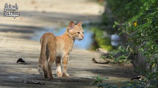 Ginger street kitten is looking for her mother by Animals Technique 2,577 views 2 years ago 2 minutes, 19 seconds