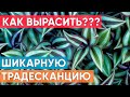 Как вырастить? Как размножить шикарную традесканцию и украсить ей и дом и участок