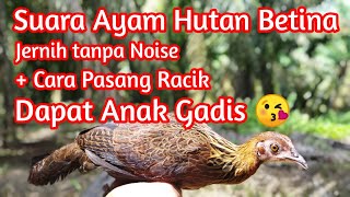 Suara Ayam Hutan Betina Jernih MP3   Cara Pasang Racik