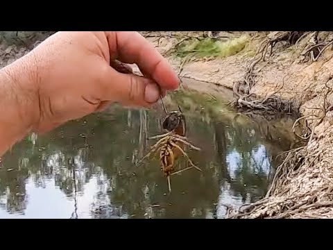 How to rig a yabby as fishing bait 