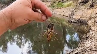 How to rig a yabby as fishing bait screenshot 1