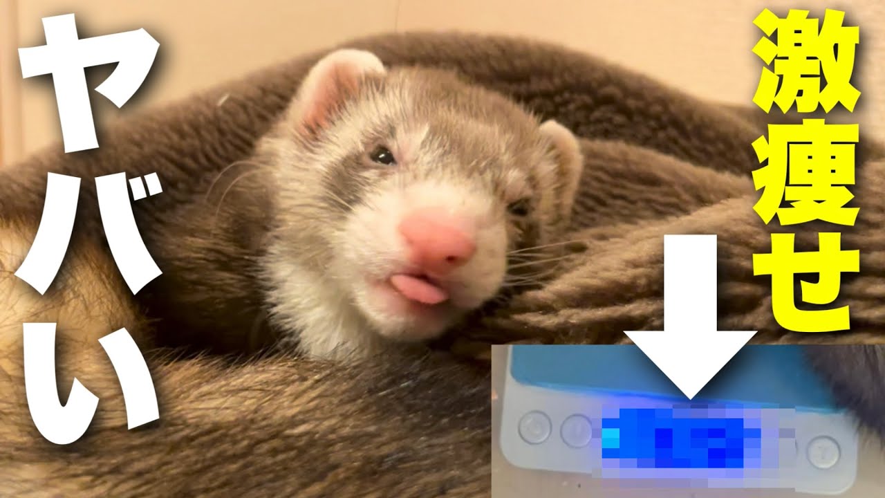 Ferret loses weight due to welcome home syndrome - YouTube