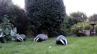 Three Badgers