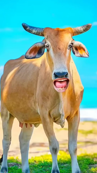 #baffalo #cow #pitbull #animals #bull #aivideo #ai