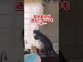 【気持ちはわかる…】#ねこ #ネコ #猫 #cat #shorts #comedy #救急車