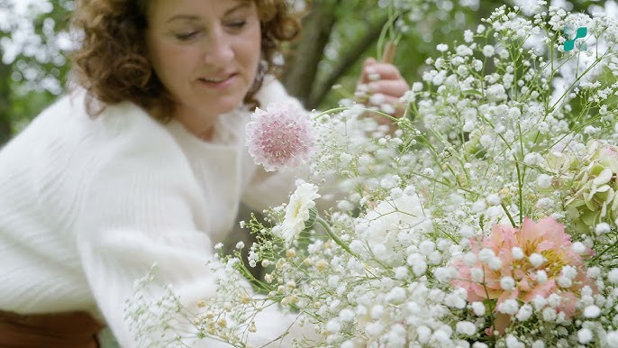 How to Grow and Care for Baby's Breath