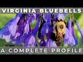 Virginia bluebells  a complete grow and care profile