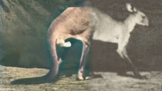 Kangaroo Walking on All Fours, Changing to Jumping (1887) | Restoration | first shown at a walk