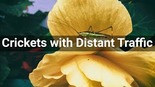 Crickets with Distant Traffic • Ambiences • Sounds Effects (No Copyright Sounds)