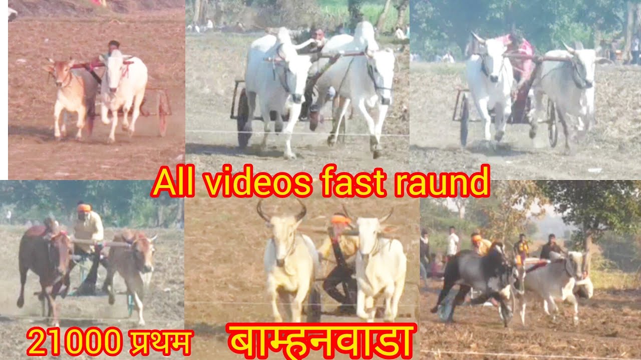 बाम्हनवाडा पट प्रतियोगिता all videos fast raund 8/11/2025