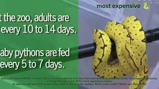 Famous #The most expensive green tree snake's Profile