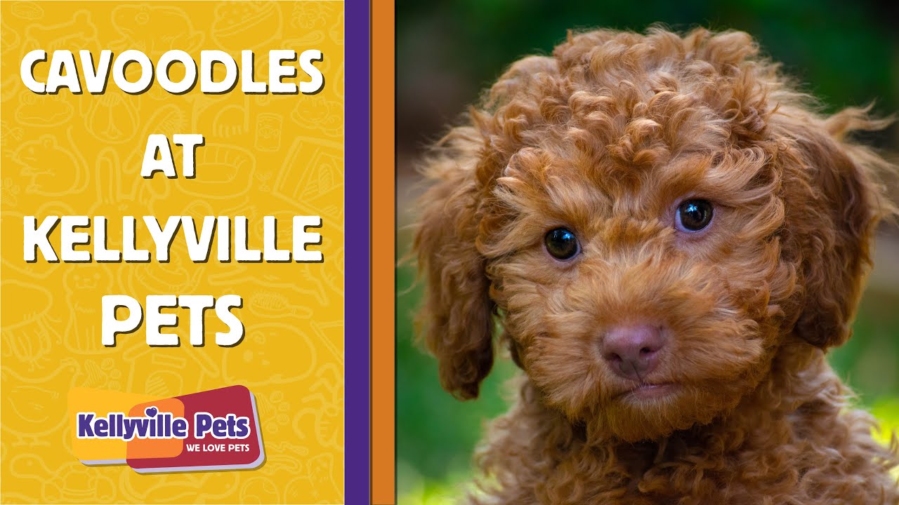 kellyville pets puppies