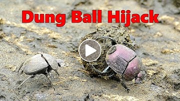 Dung Beetle Tries to Hijack a Dung Ball
