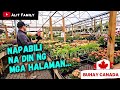 May nahawa sa backyard gardening buhaycanada canadavlogs