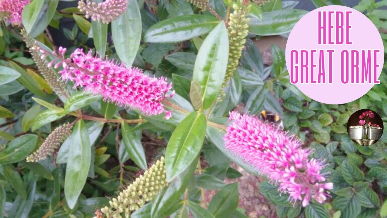 Hebe Great Orme, Véronique arbustive