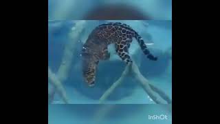 Удивительное видео. леопард под водой.