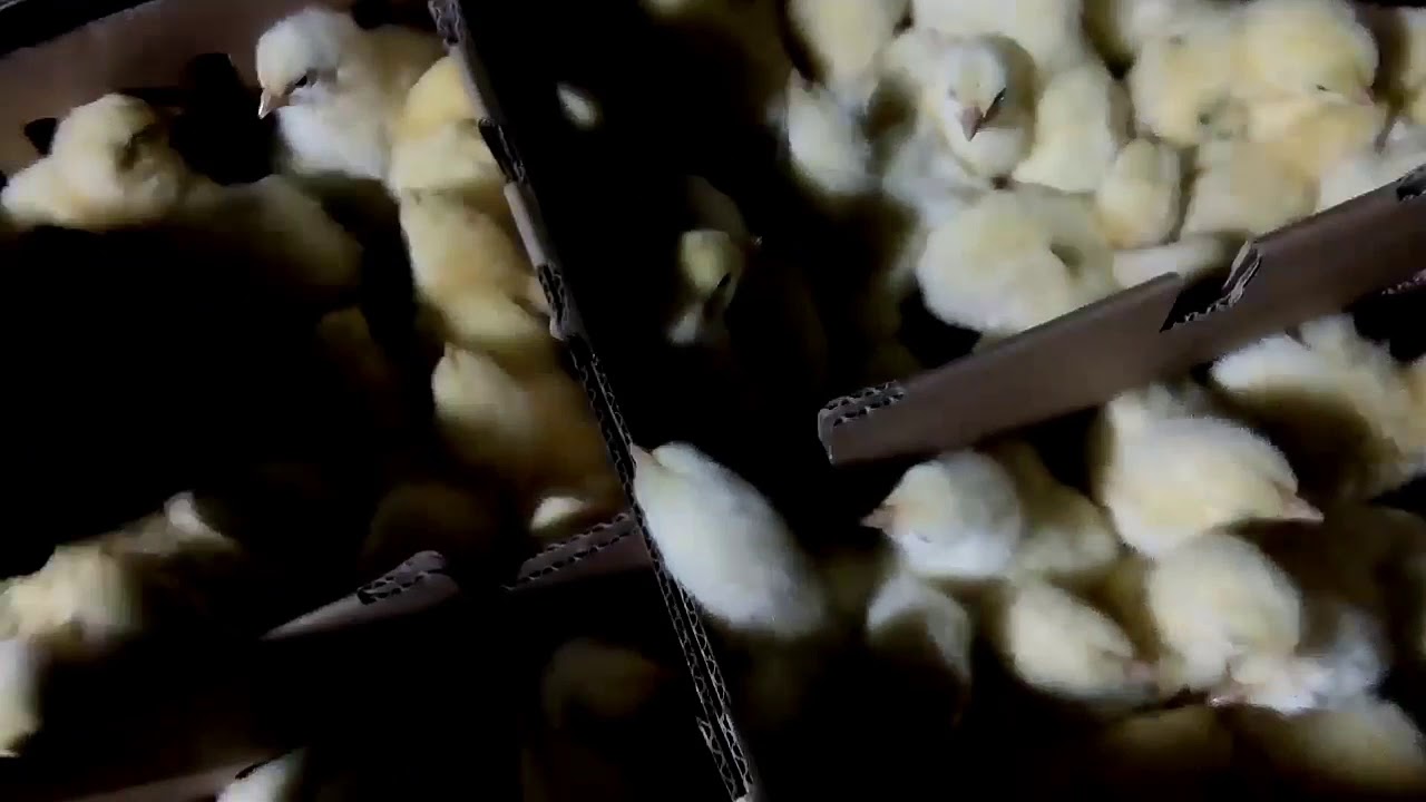 Tutorial membesarkan ayam pedaging dari pertama datang hingga panen.. #