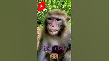 🙉🙊 so funny cute monkey Laughing monkey (monyet ketawa)day,how to get 1k subscribers