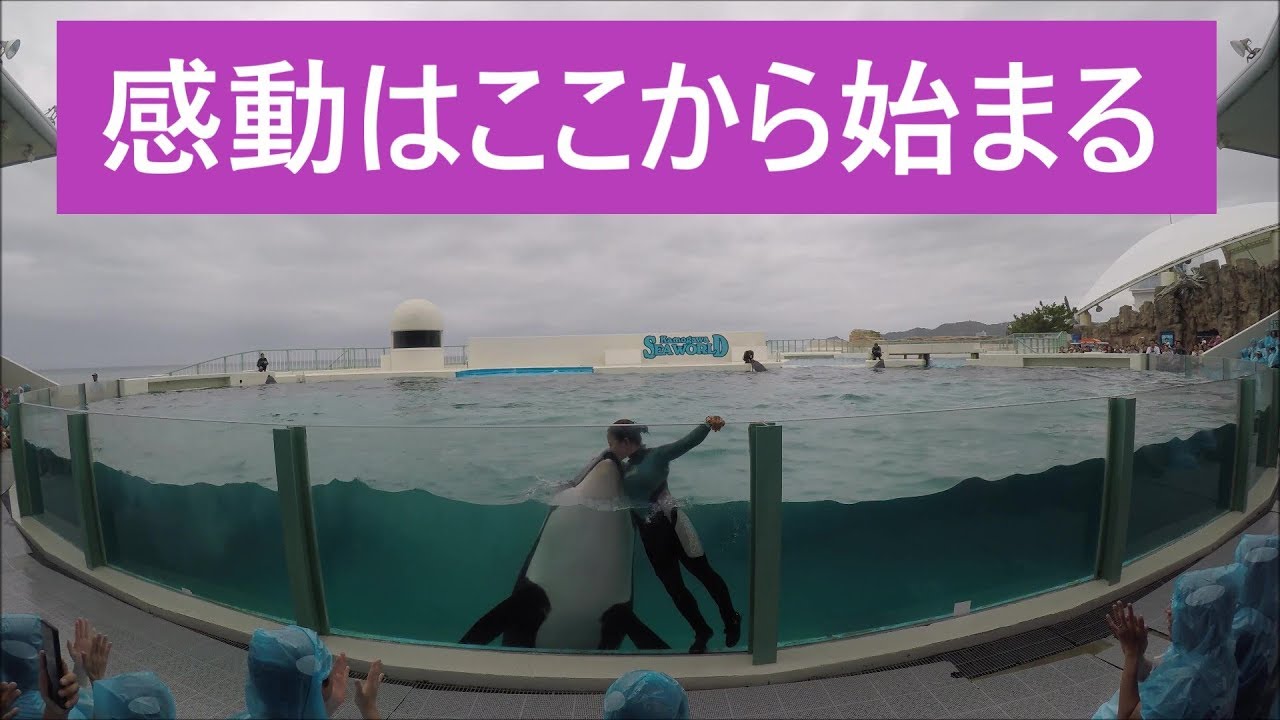 鴨川シーワールド ２０１９ シャチパフォーマンス ６０５ 台風１９号接近で臨時休館になったので今回の連休はパスです Killerwhale Show Youtube