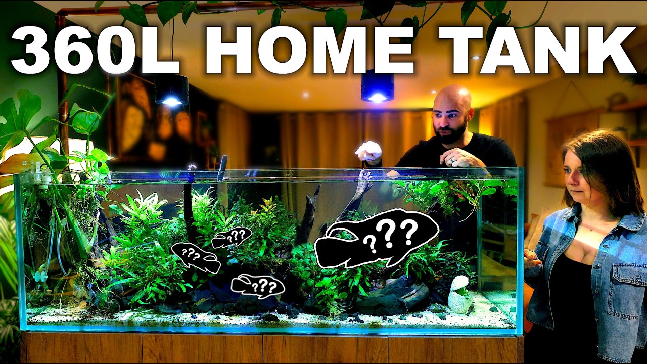 Adding A Legendary Fish To My Home Tank