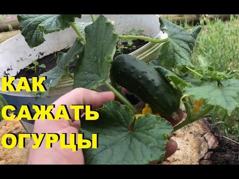 КАК ПОСАДИТЬ ОГУРЦЫ ЧТОБЫ СОБРАТЬ УРОЖАЙ!!! (#Стройка Руками)