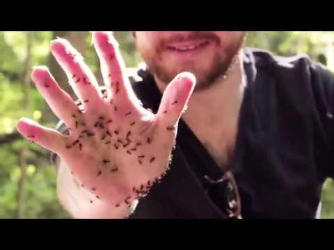 Video: Outoja Muurahaisia - Vaihtoehtoinen Näkymä
