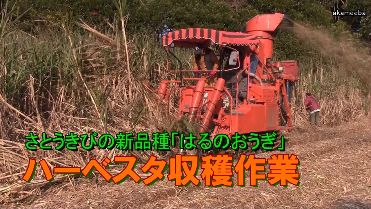 さとうきびの新品種「はるのおうぎ」無精脱ハーベスタ収穫作業・生産農家はるのおうぎについて語る 令和5年1月5日 ～種子島の農業