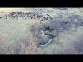 Annie Gathering Yearlings - Drone View May 2019